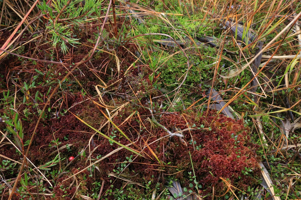 Sphagnum magellanicum